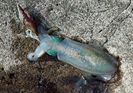 灼熱の磯でエギング ～越前海岸～